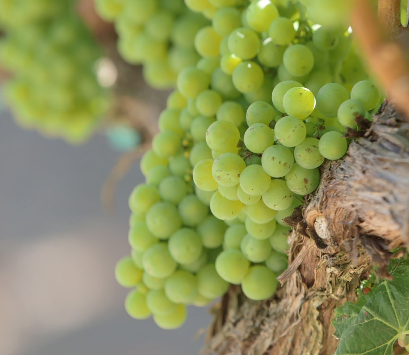 Close-up of green grapes on a vine